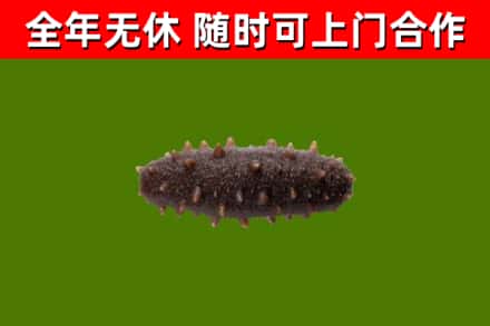 城北区烟酒回收干海参.jpg